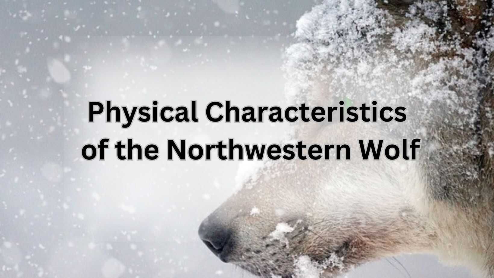 Physical Characteristics of the Northwestern Wolf