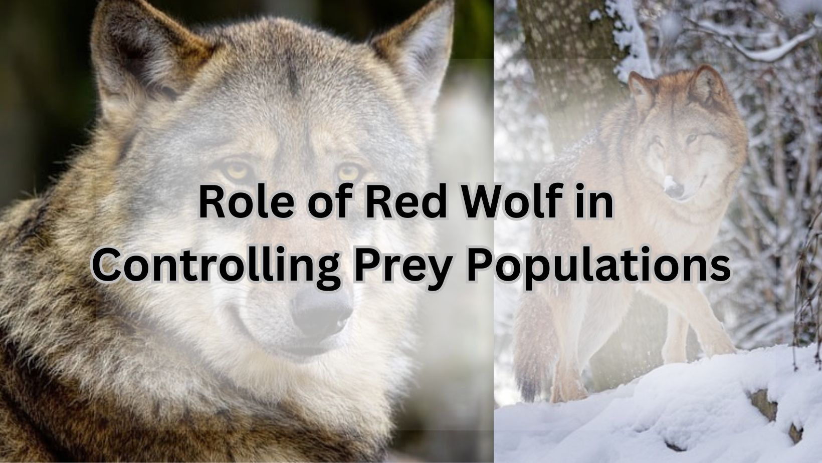 Role of Red Wolf in Controlling Prey Populations