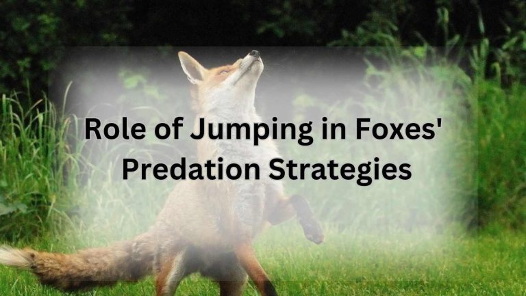 Role of Jumping in Foxes' Predation Strategies