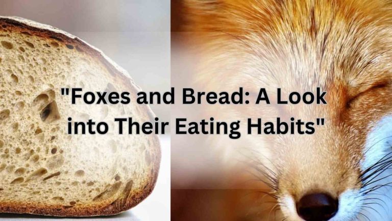 "Foxes and Bread: A Look into Their Eating Habits"