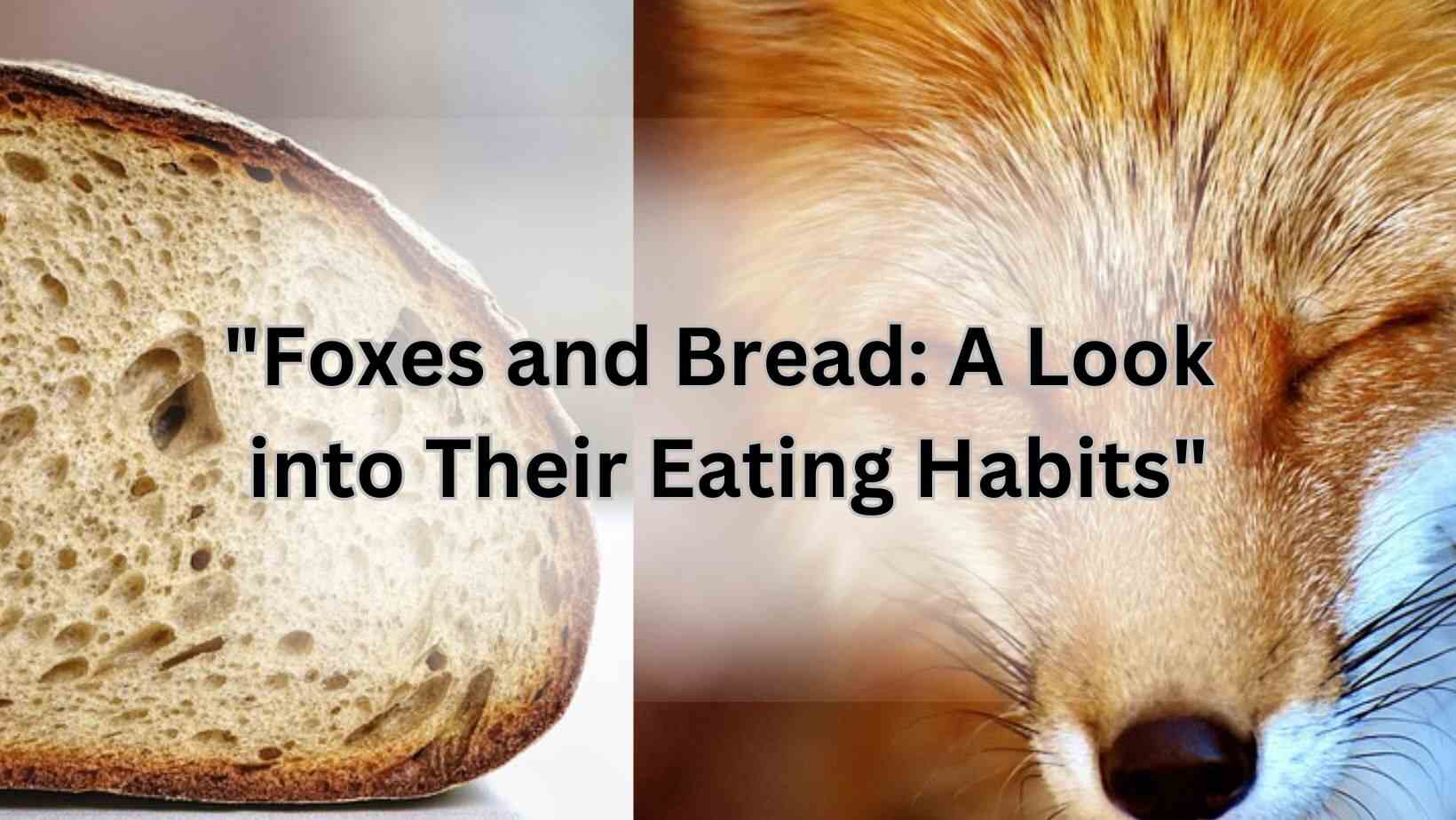 "Foxes and Bread: A Look into Their Eating Habits"