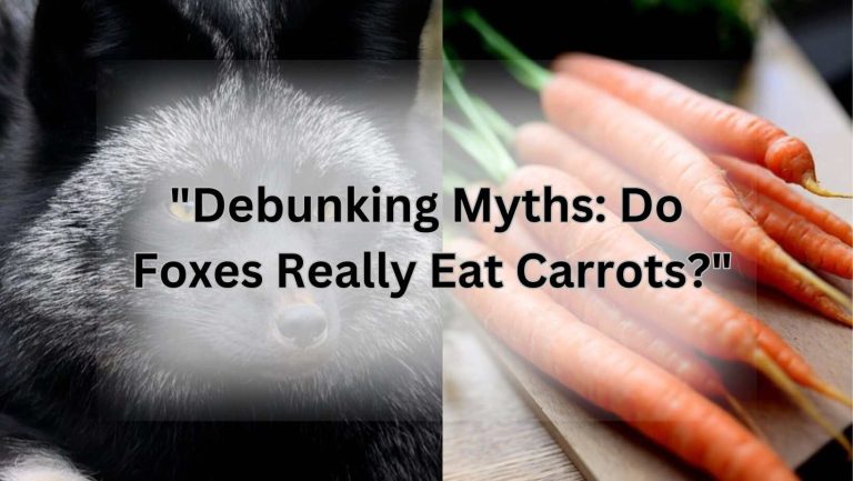 "Debunking Myths: Do Foxes Really Eat Carrots?"