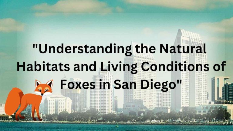 "Understanding the Natural Habitats and Living Conditions of Foxes in San Diego"