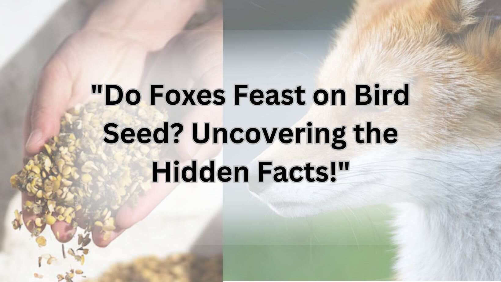 "Do Foxes Feast on Bird Seed? Uncovering the Hidden Facts!"