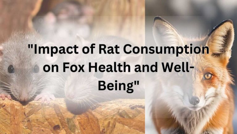 "Impact of Rat Consumption on Fox Health and Well-Being"