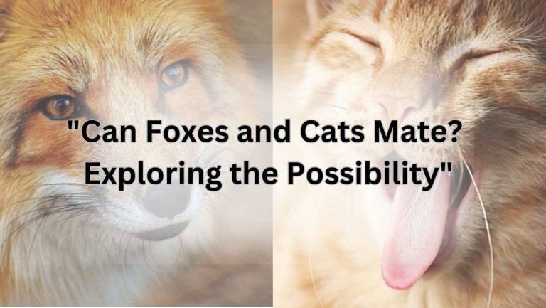 "Can Foxes and Cats Mate? Exploring the Possibility"