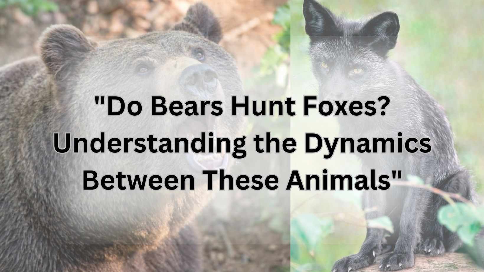 "Do Bears Hunt Foxes? Understanding the Dynamics Between These Animals"