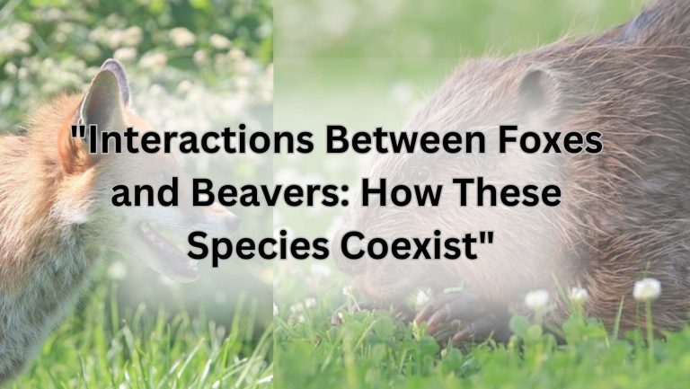 "Interactions Between Foxes and Beavers: How These Species Coexist"