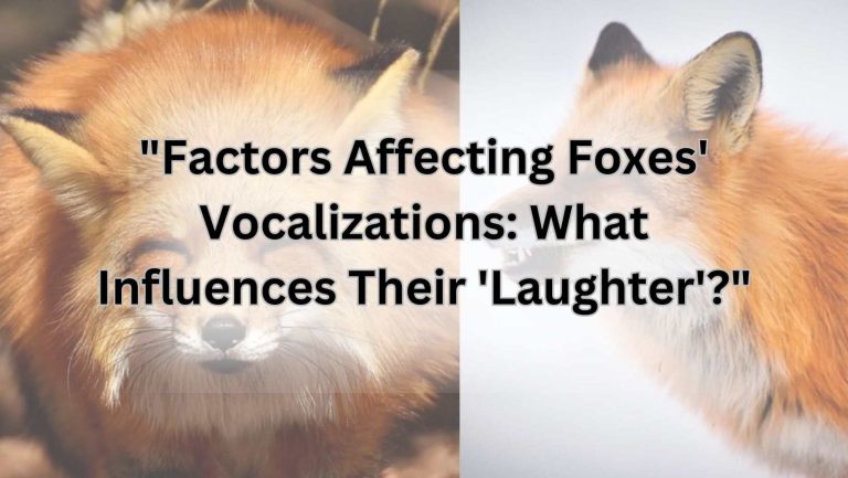 "Factors Affecting Foxes' Vocalizations: What Influences Their 'Laughter'?"