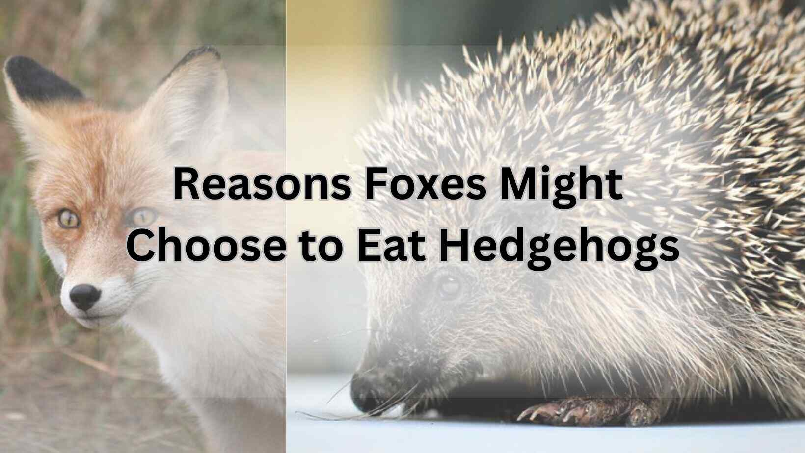 Reasons Foxes Might Choose to Eat Hedgehogs