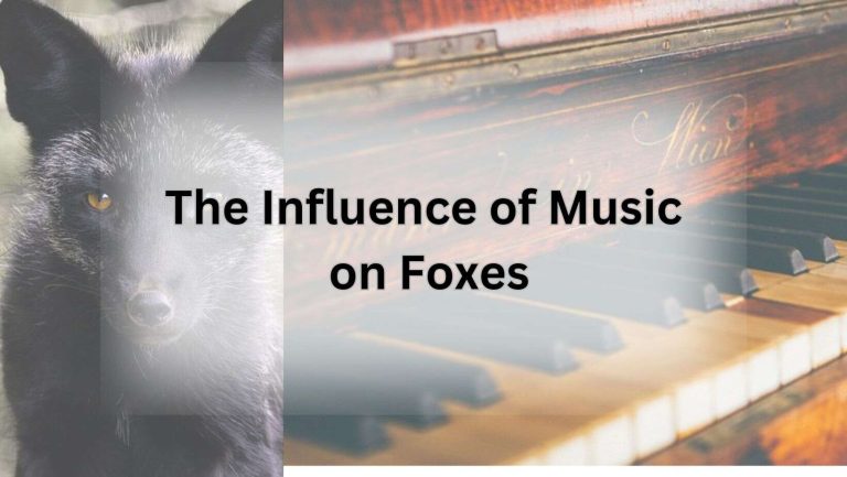 The Influence of Music on Foxes