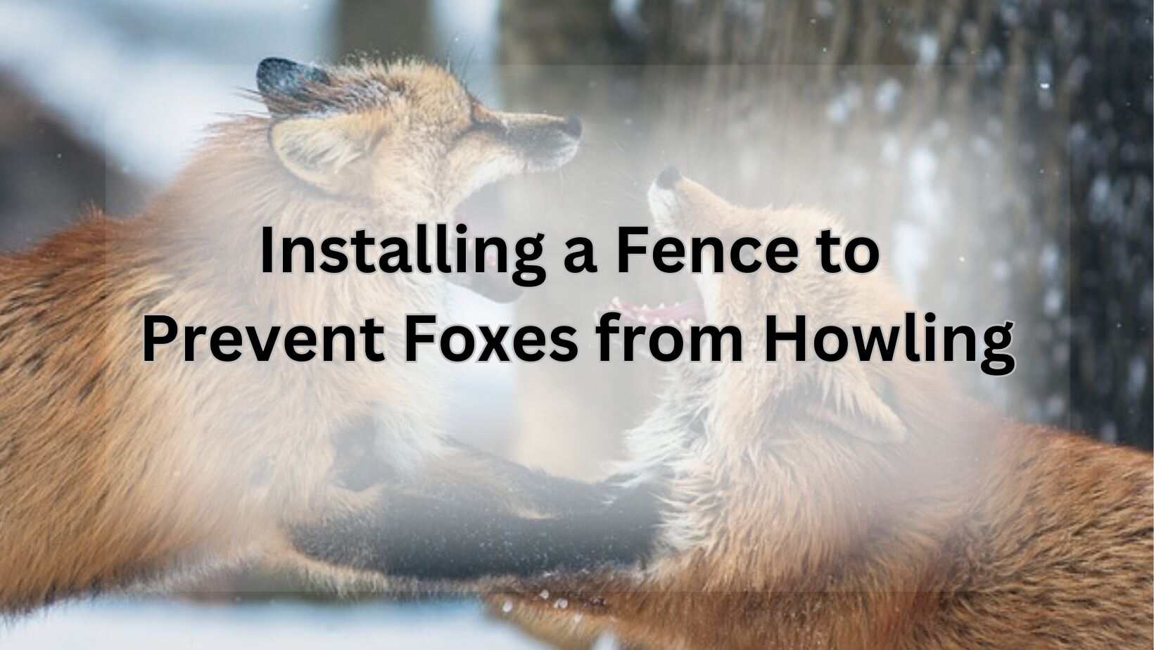 Installing a Fence to Prevent Foxes from Howling