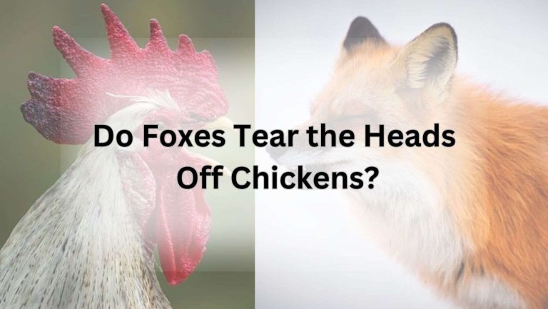 Do Foxes Tear the Heads Off Chickens?