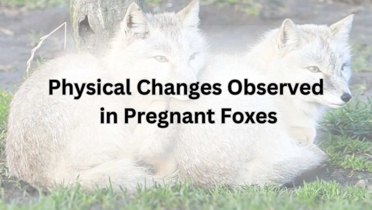 Physical Changes Observed in Pregnant Foxes