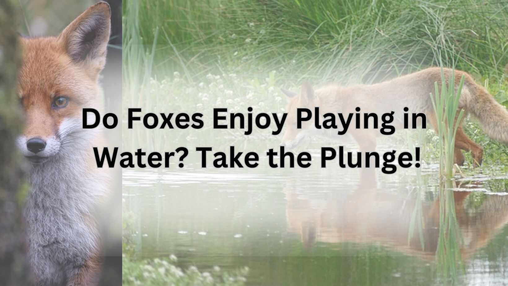 Do Foxes Enjoy Playing in Water? Take the Plunge!