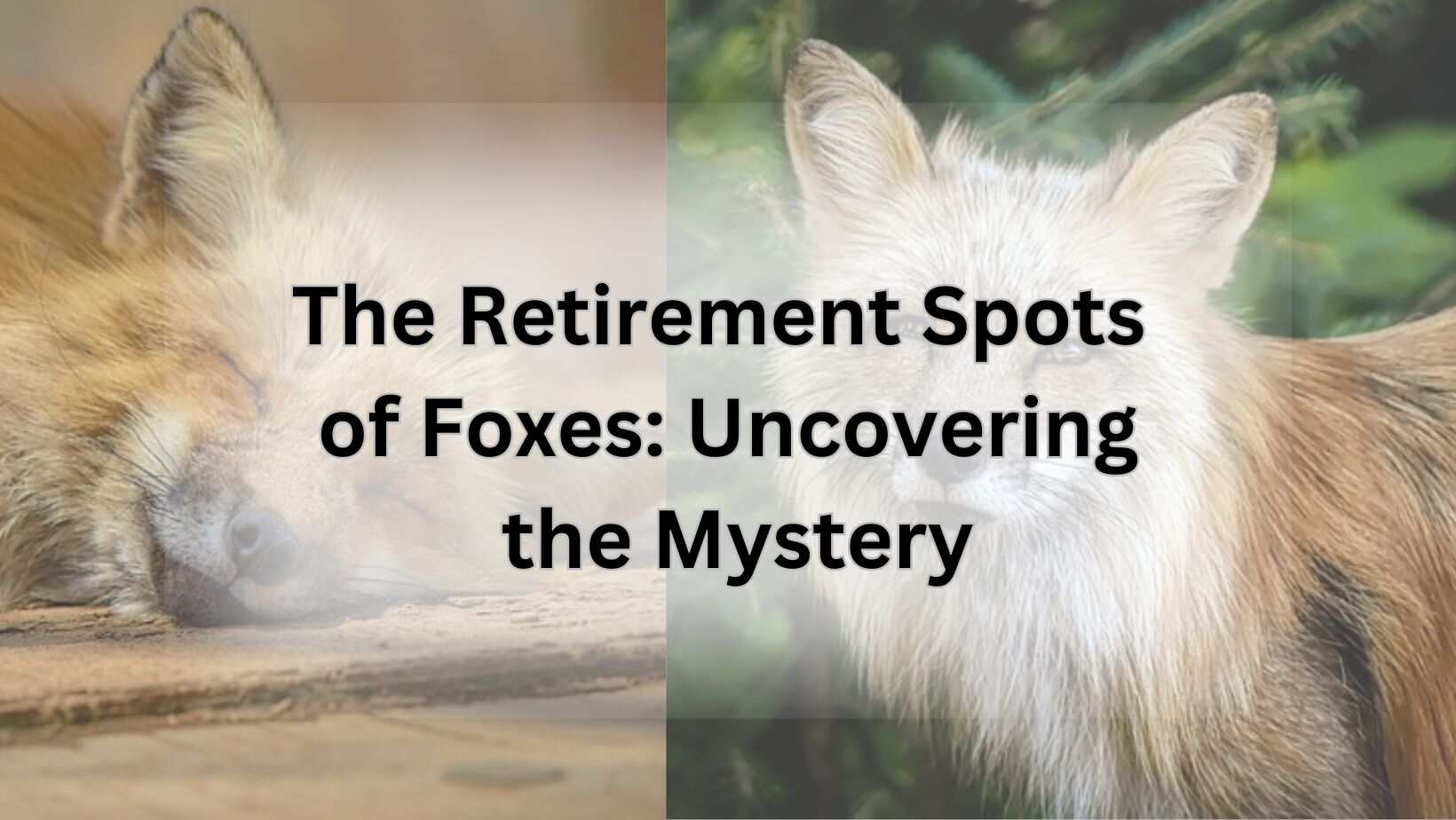 The Retirement Spots of Foxes: Uncovering the Mystery