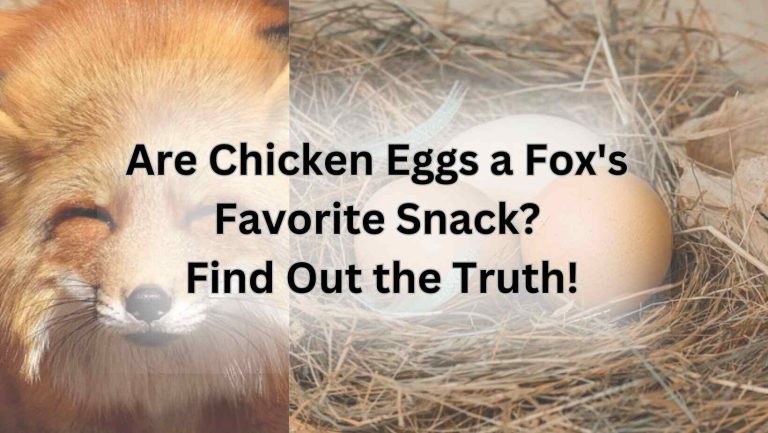 Are Chicken Eggs a Fox's Favorite Snack? Find Out the Truth!