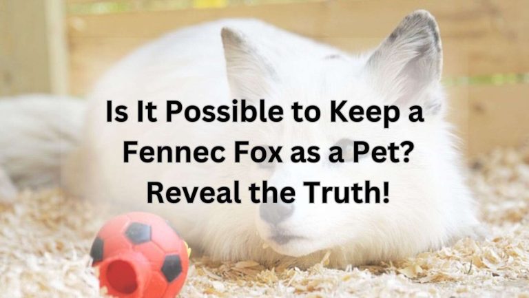 Is It Possible to Keep a Fennec Fox as a Pet? Reveal the Truth!