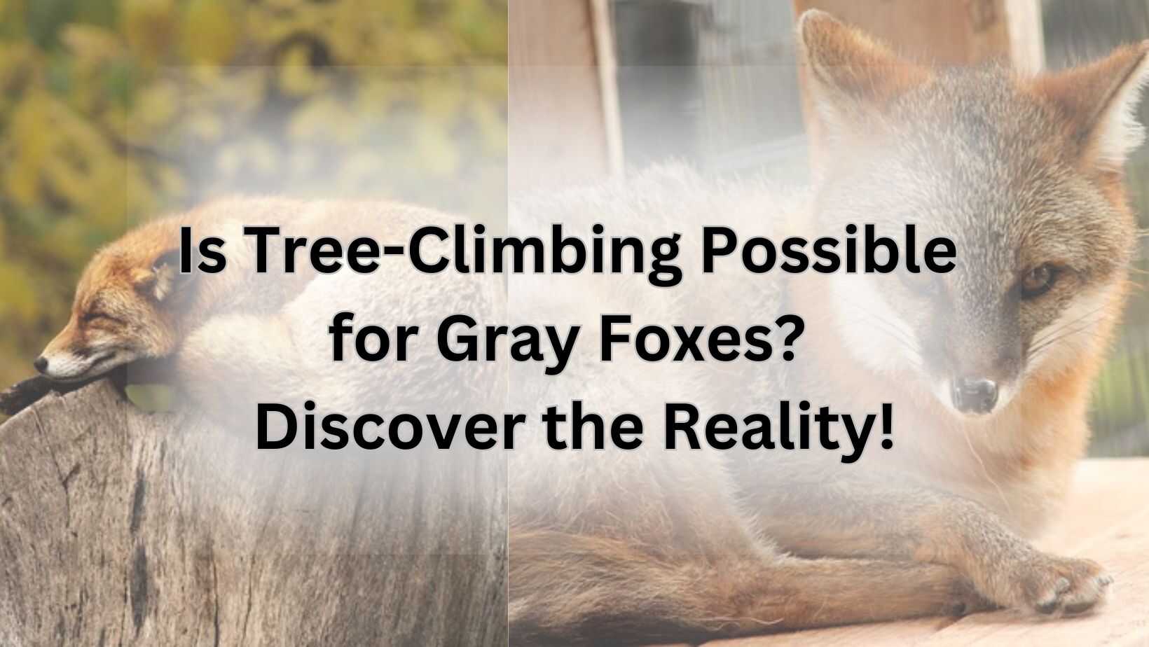 Is Tree-Climbing Possible for Gray Foxes? Discover the Reality!