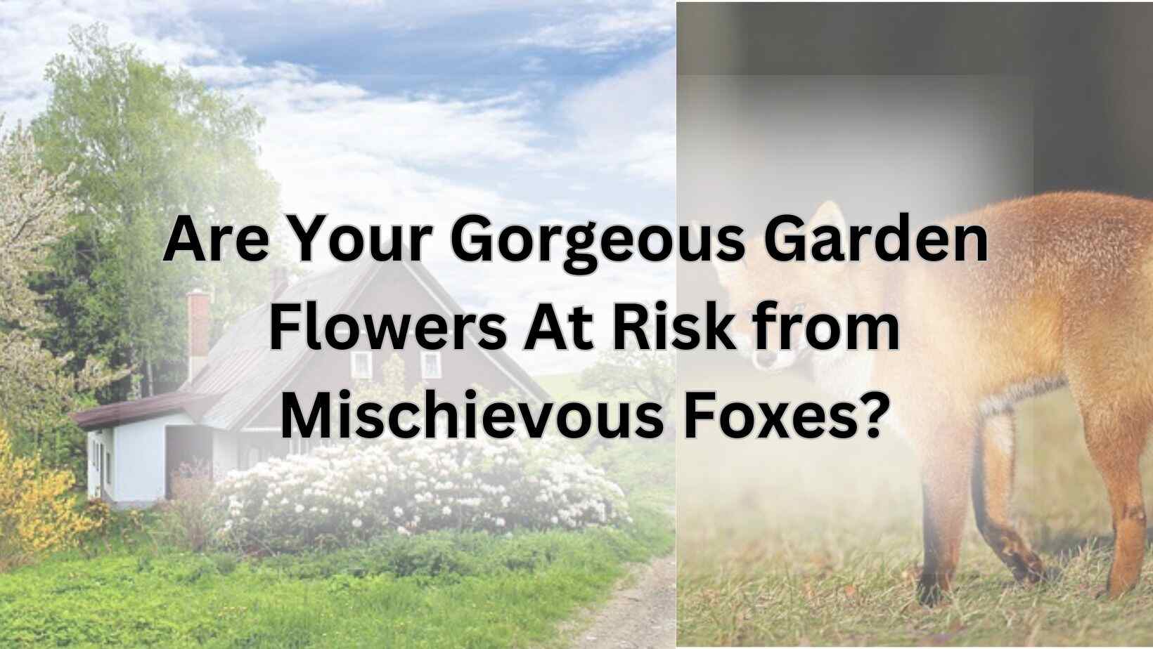 Are Your Gorgeous Garden Flowers At Risk from Mischievous Foxes?