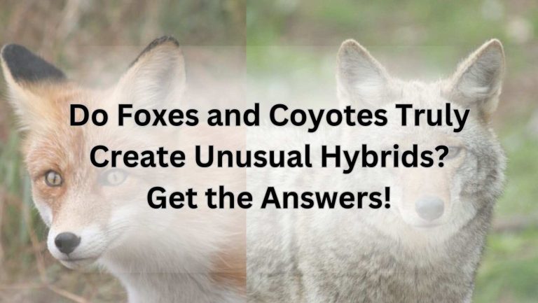 Do Foxes and Coyotes Truly Create Unusual Hybrids? Get the Answers!