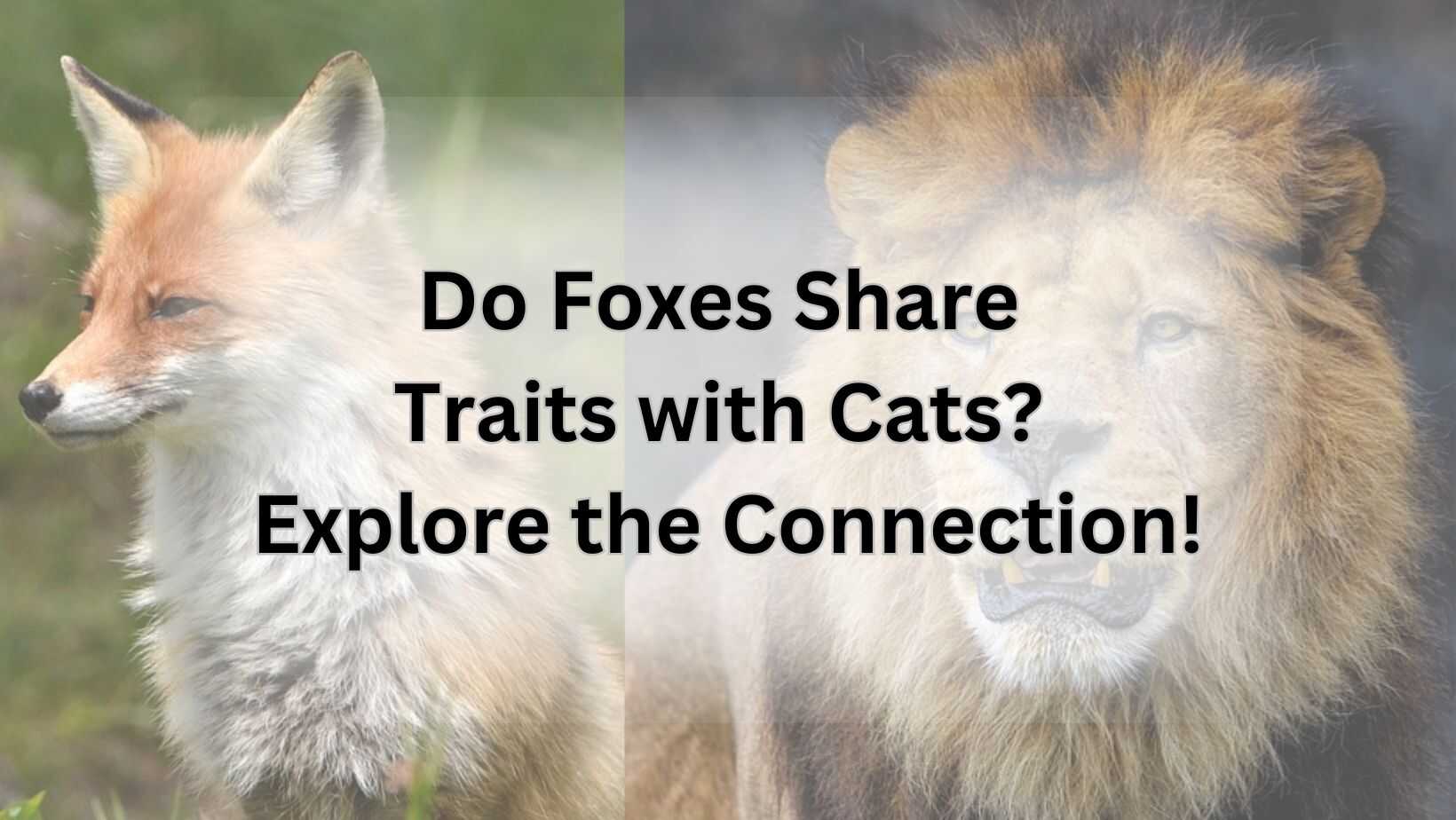 Do Foxes Share Traits with Cats? Explore the Connection!