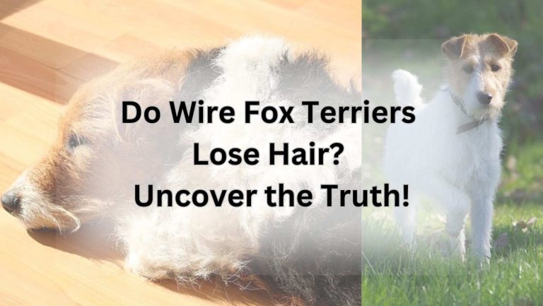 Do Wire Fox Terriers Lose Hair? Uncover the Truth!