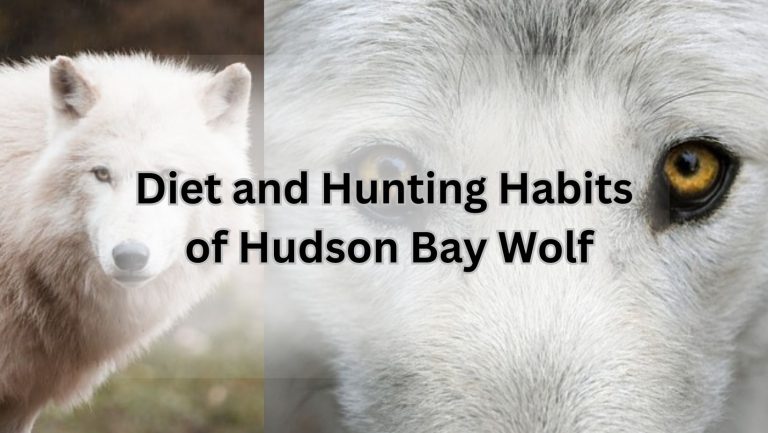 Diet and Hunting Habits of Hudson Bay Wolf