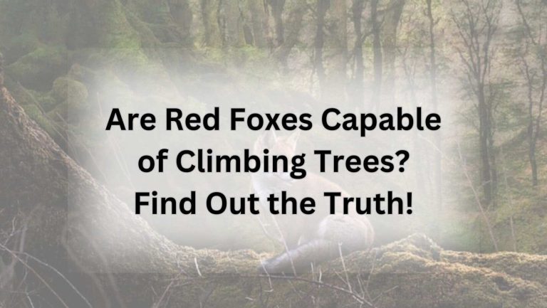 Are Red Foxes Capable of Climbing Trees? Find Out the Truth!