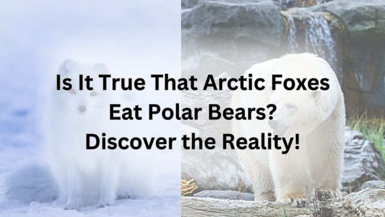 Is It True That Arctic Foxes Eat Polar Bears? Discover the Reality!