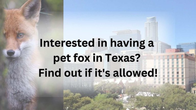 Interested in having a pet fox in Texas? Find out if it's allowed!