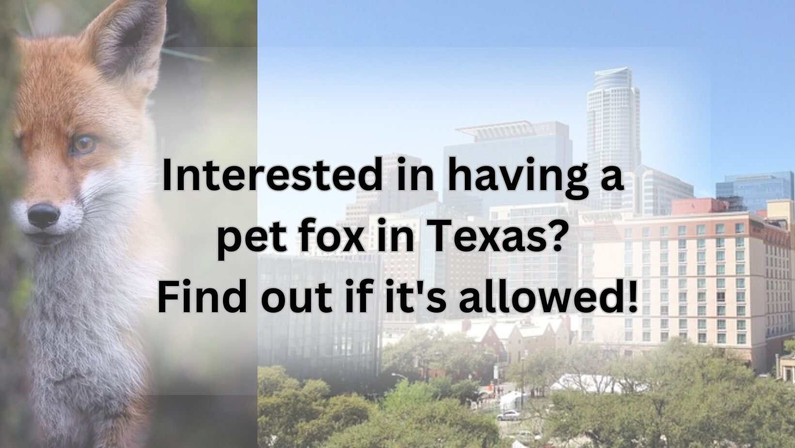 Interested in having a pet fox in Texas? Find out if it's allowed!