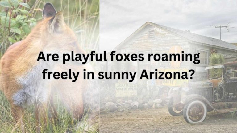 Are playful foxes roaming freely in sunny Arizona?