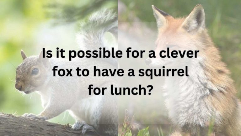 Is it possible for a clever fox to have a squirrel for lunch?