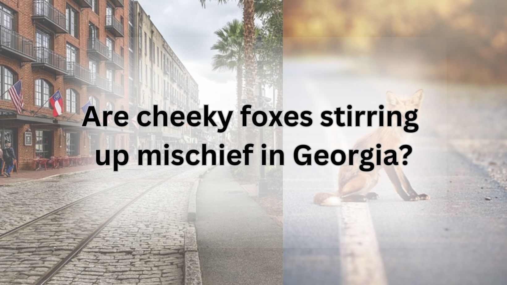 Are cheeky foxes stirring up mischief in Georgia?