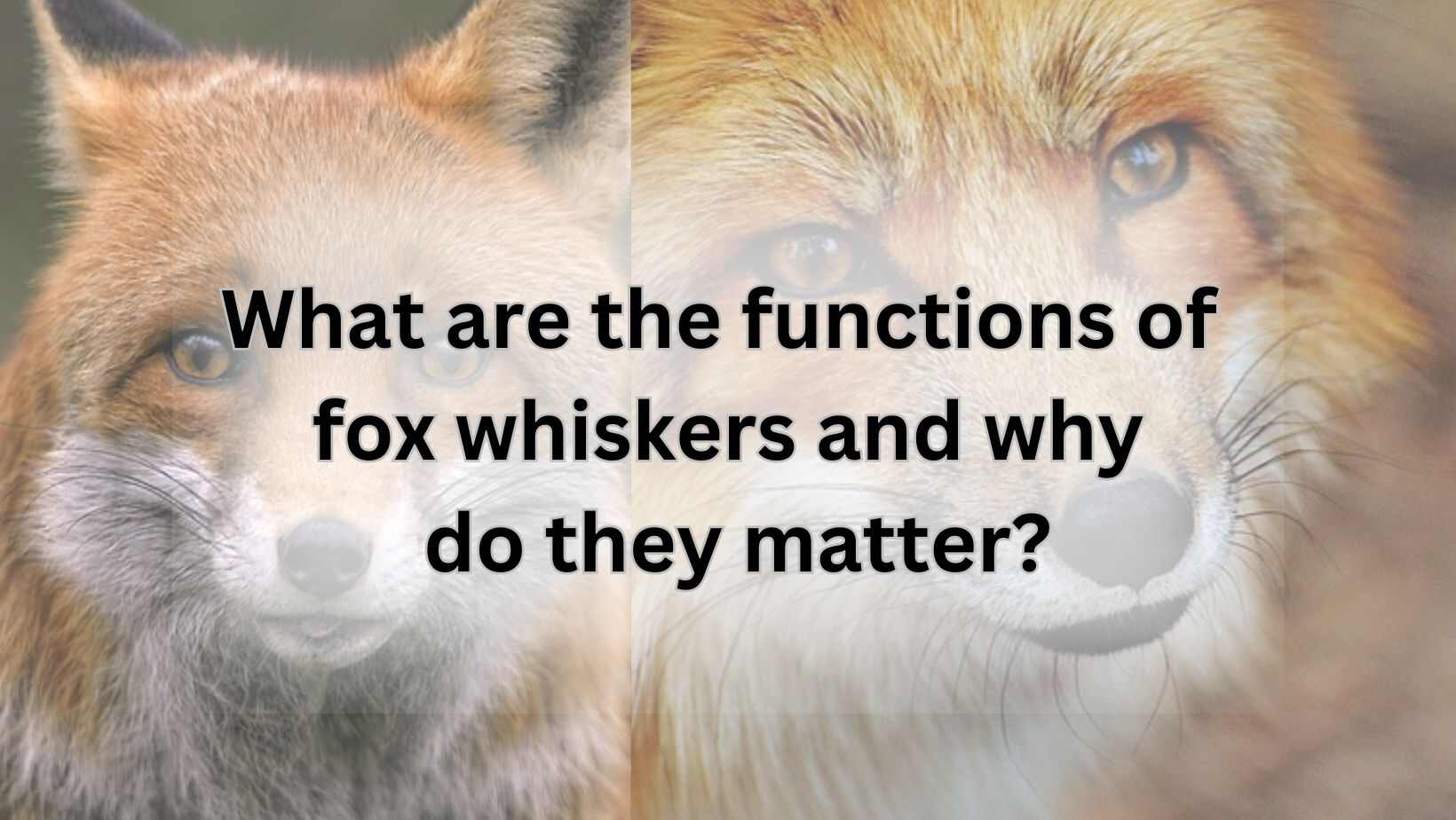 What are the functions of fox whiskers and why do they matter?