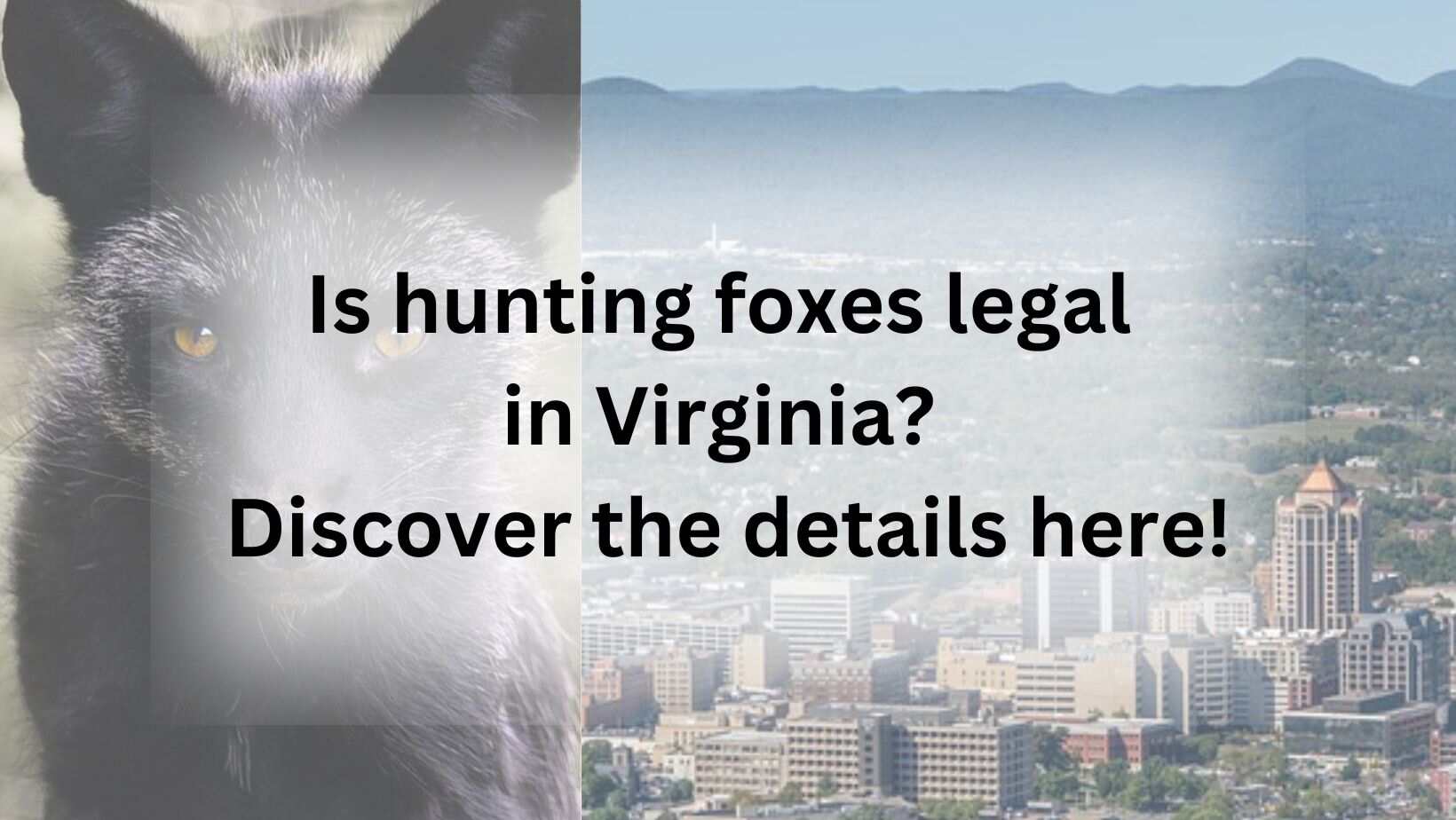 Is hunting foxes legal in Virginia? Discover the details here!