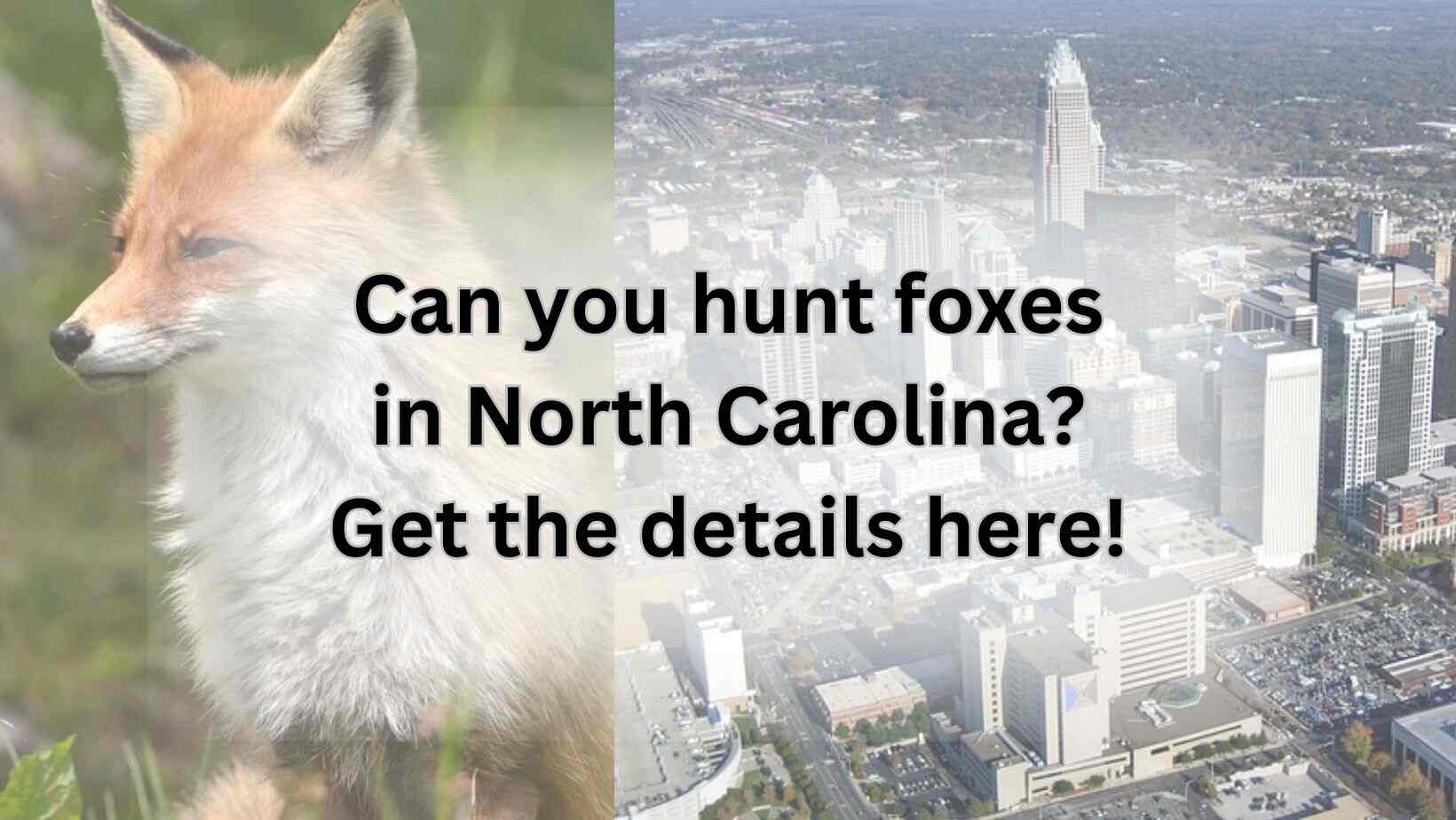 Can you hunt foxes in North Carolina? Get the details here!