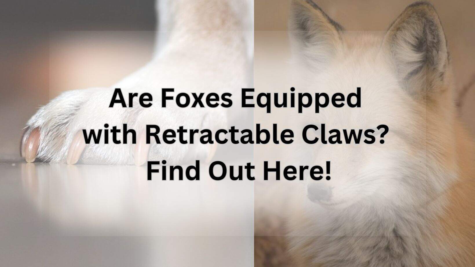 Are Foxes Equipped with Retractable Claws? Find Out Here!