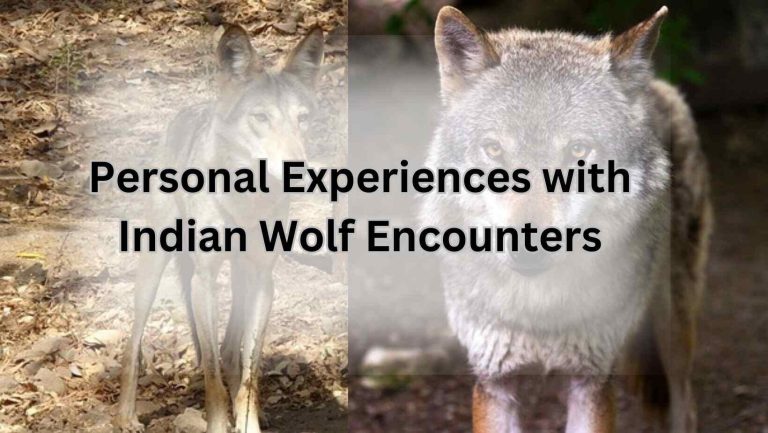 Personal Experiences with Indian Wolf Encounters