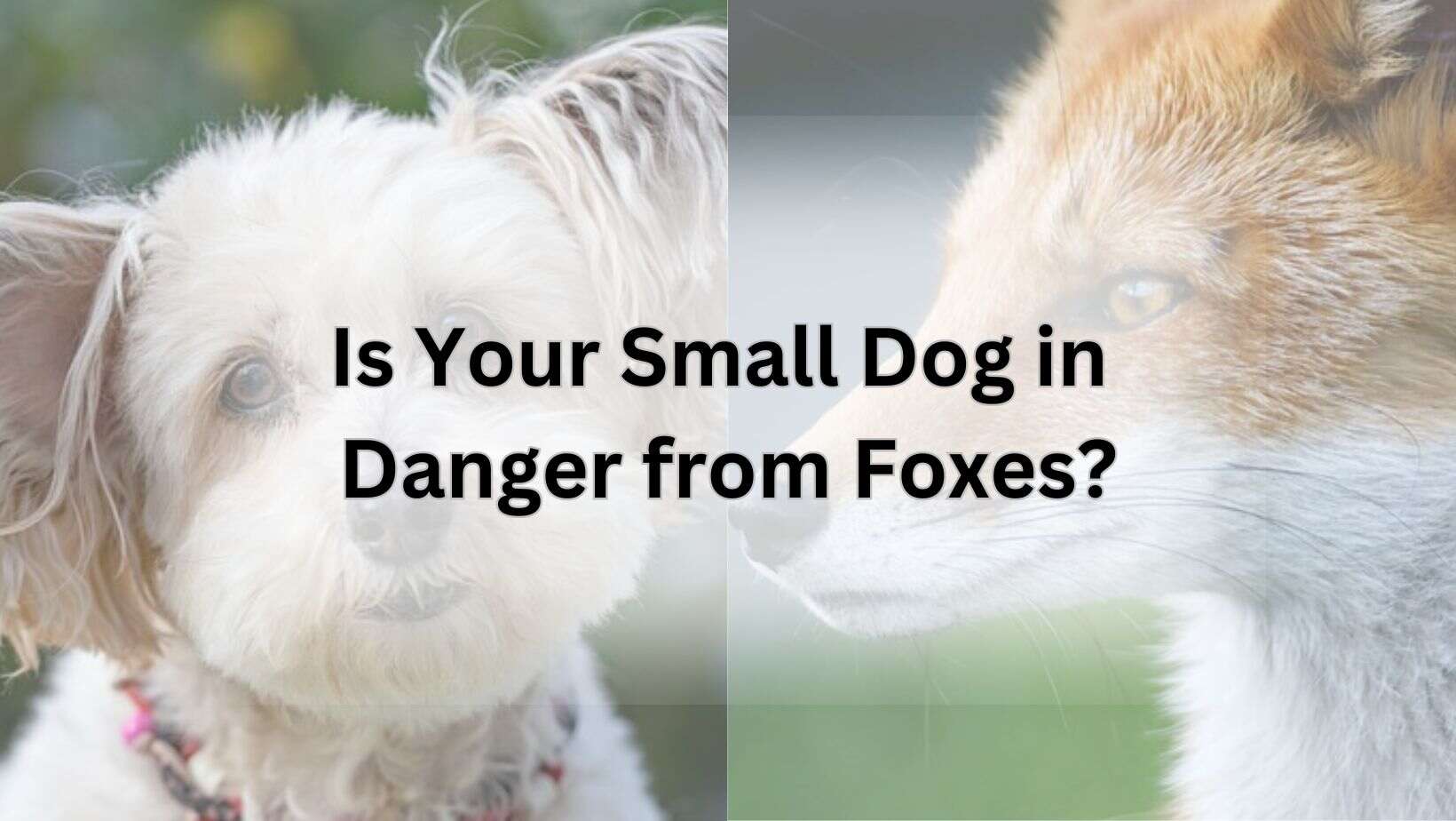 Is Your Small Dog in Danger from Foxes?