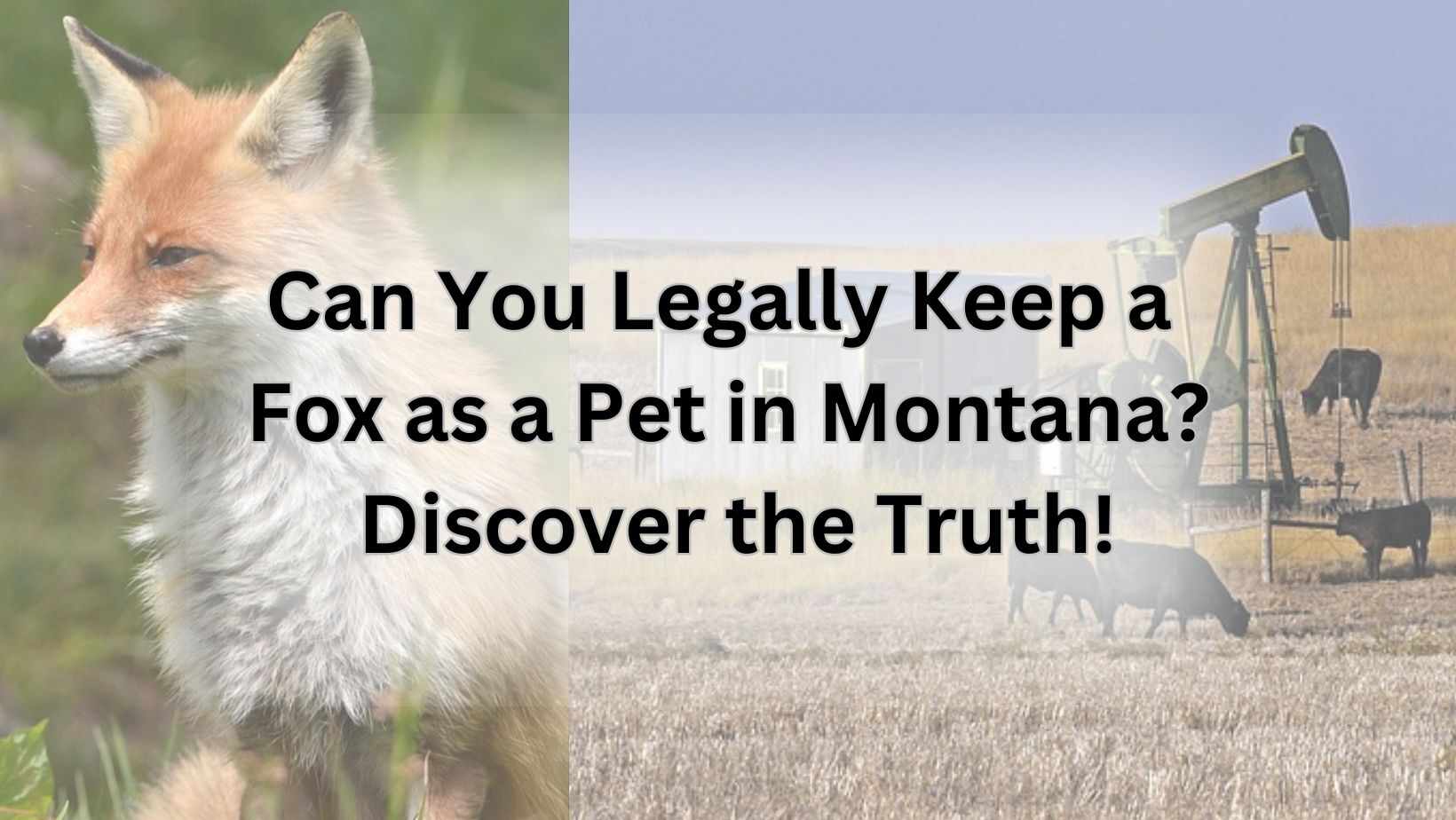 Can You Legally Keep a Fox as a Pet in Montana? Discover the Truth!