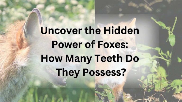 Uncover the Hidden Power of Foxes: How Many Teeth Do They Possess?