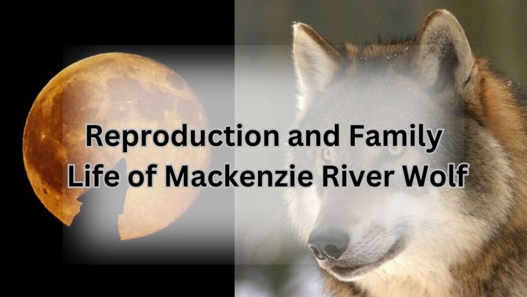 Reproduction and Family Life of Mackenzie River Wolf