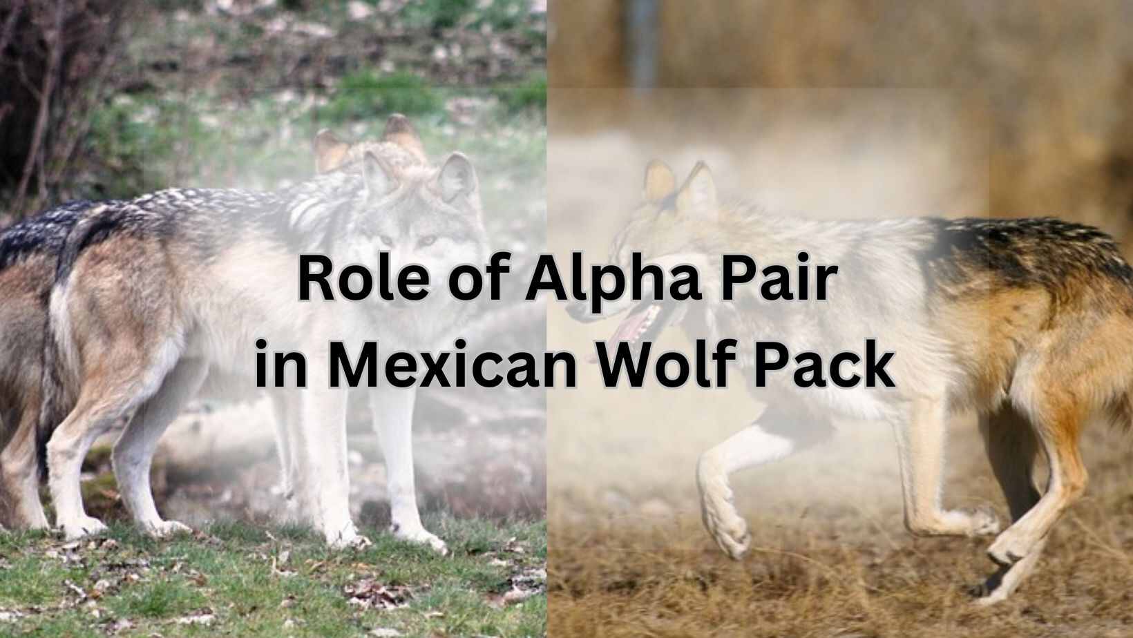 Role of Alpha Pair in Mexican Wolf Pack