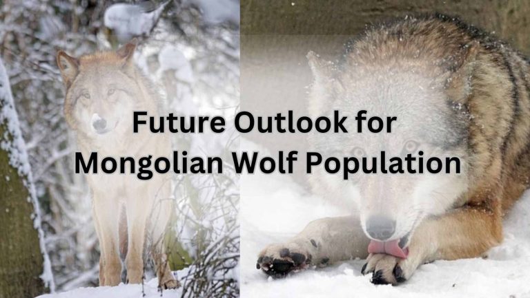 Future Outlook for Mongolian Wolf Population