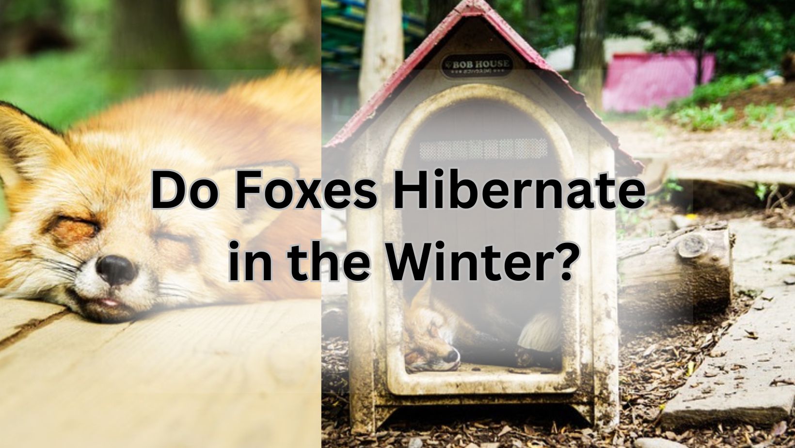 Do Foxes Hibernate in the Winter?