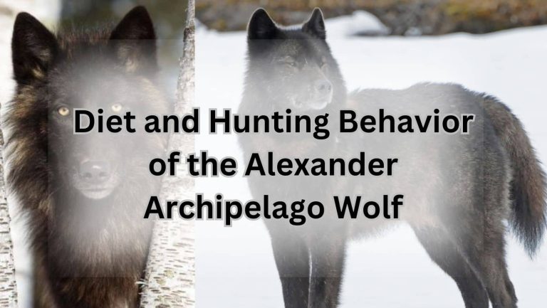 Unleash the Mystery of the Alexander Archipelago Wolf!