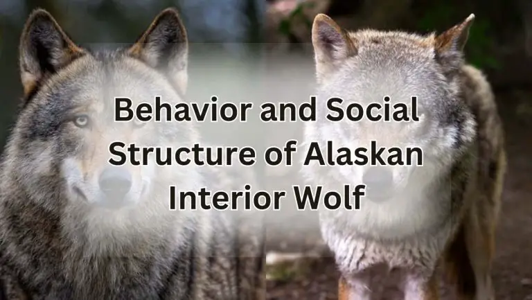 Explore the mystical world of Alaskan interior wolf secrets now!