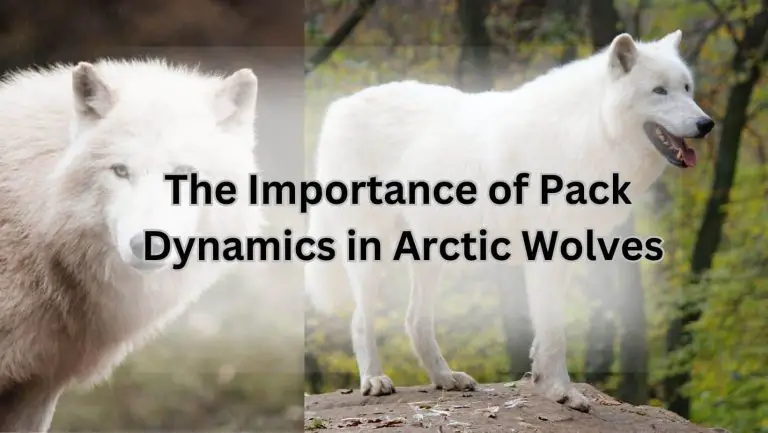 Arctic Wolf: Hunted and Hunter – Uncover the Wild Truth!